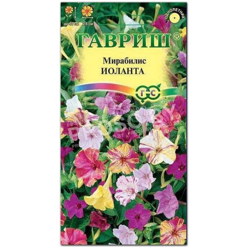 Мирабилис ялапа Иоланта