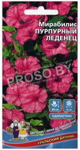Мирабилис Пурпурный леденец