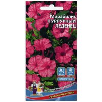 Мирабилис Пурпурный леденец