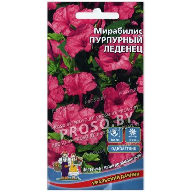 Мирабилис Пурпурный леденец