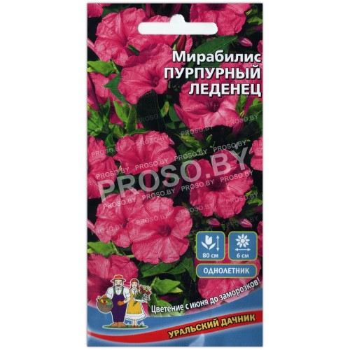 Мирабилис Пурпурный леденец