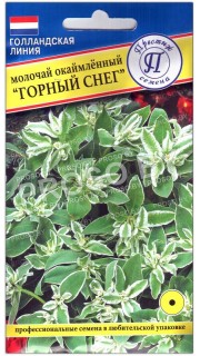 Молочай окаймленный Горный снег