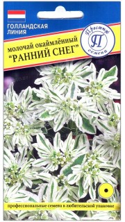 Молочай окаймленный Ранний снег