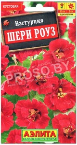 Настурция Шери роуз