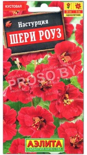 Настурция Шери роуз