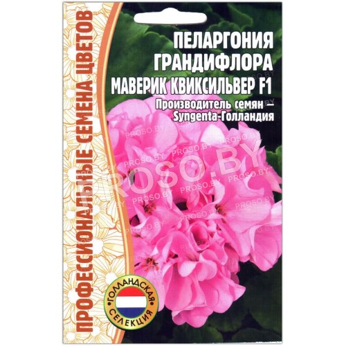 Пеларгония грандифлора Маверик квиксильвер F1