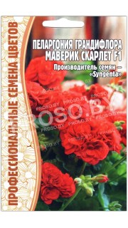 Пеларгония грандифлора Маверик скарлет F1