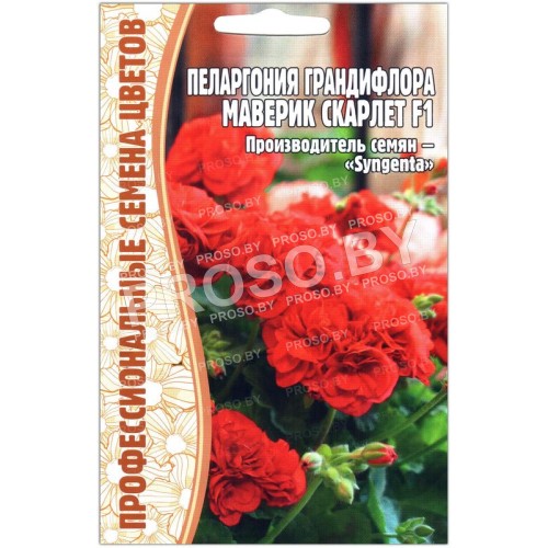Пеларгония грандифлора Маверик скарлет F1