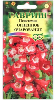 Пенстемон гибридный Огненное очарование