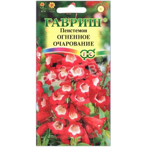 Пенстемон гибридный Огненное очарование