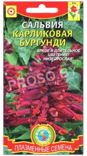 Сальвия Бургунди