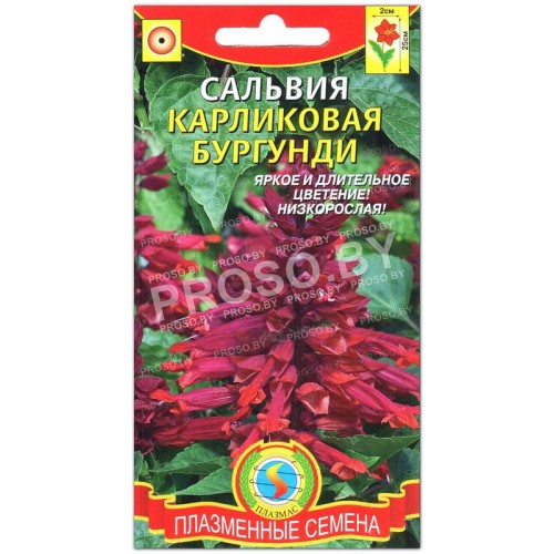 Сальвия Бургунди