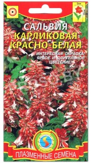 Сальвия карликовая Красно-белая