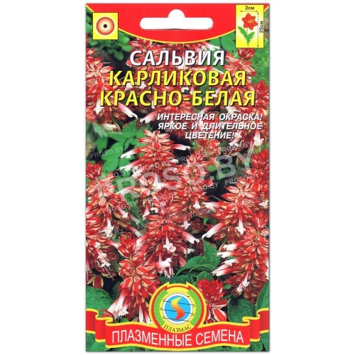 Сальвия карликовая Красно-белая