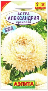 Астра Александрия кремовая
