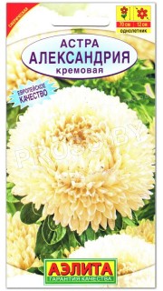 Астра Александрия кремовая