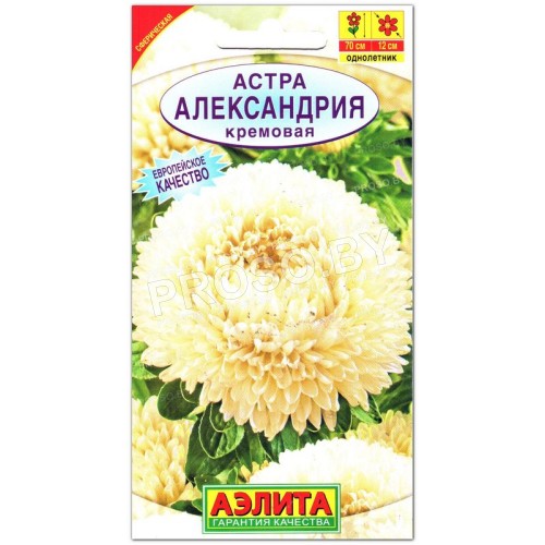 Астра Александрия кремовая
