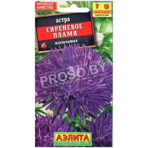 Астра игольчатая Сиреневое пламя