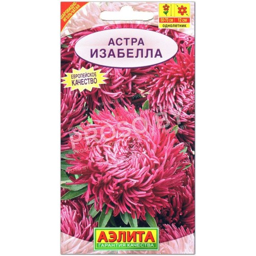 Астра Изабелла