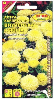 Астра карликовая Внученька Ксюша