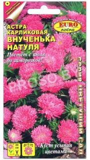 Астра карликовая Внученька Натуля