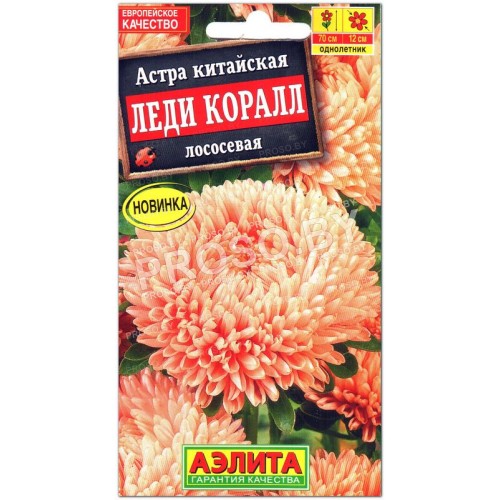 Астра китайская Леди Коралл лососевая