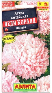 Астра китайская Леди Коралл шамоа