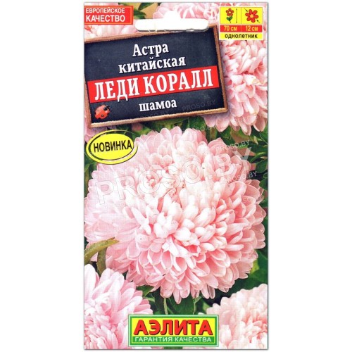 Астра китайская Леди Коралл шамоа