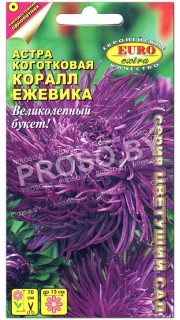 Астра коготковая Коралл ежевика