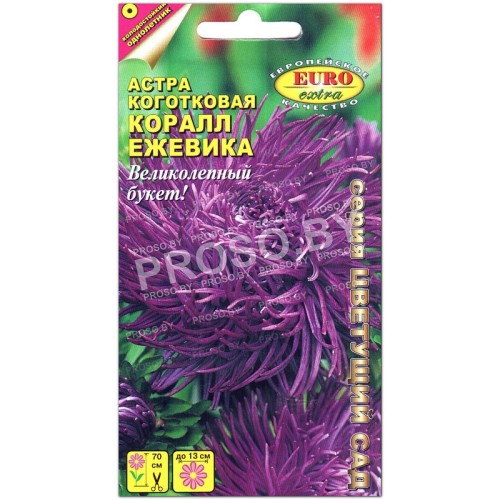 Астра коготковая Коралл ежевика