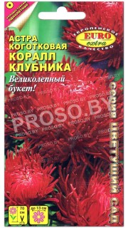 Астра коготковая Коралл клубника