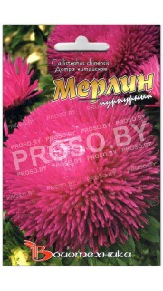 Астра Мерлин пурпурный