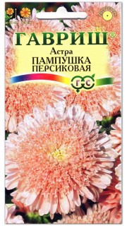 Астра Пампушка персиковая