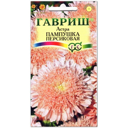 Астра Пампушка персиковая