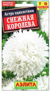 Астра Снежная королева