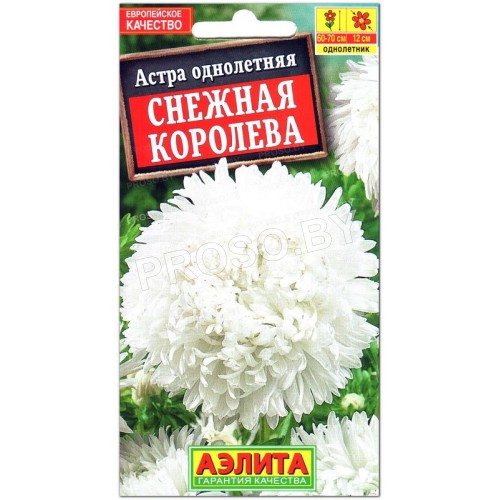 Астра Снежная королева