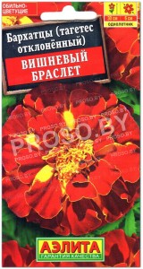 Бархатцы отклоненные Вишневый браслет