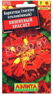 Бархатцы отклоненные Вишневый браслет