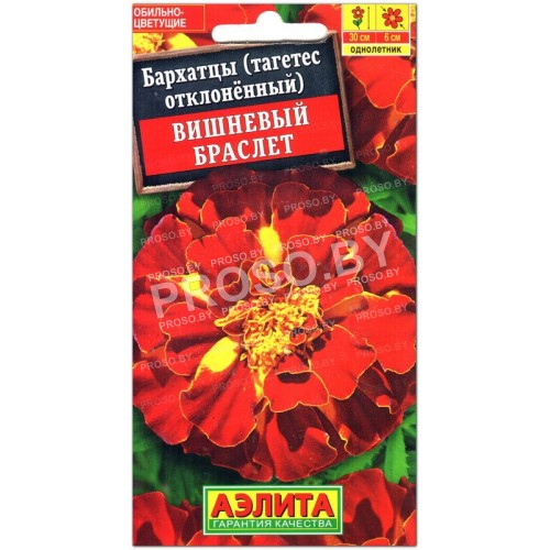 Бархатцы отклоненные Вишневый браслет