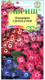 Цинерария Симпатия