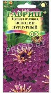 Цинния изящная Исполин пурпурный