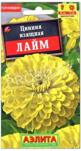 Цинния изящная Лайм