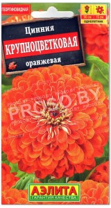 Цинния Крупноцветковая оранжевая