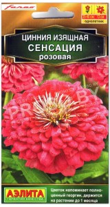 Цинния Сенсация розовая