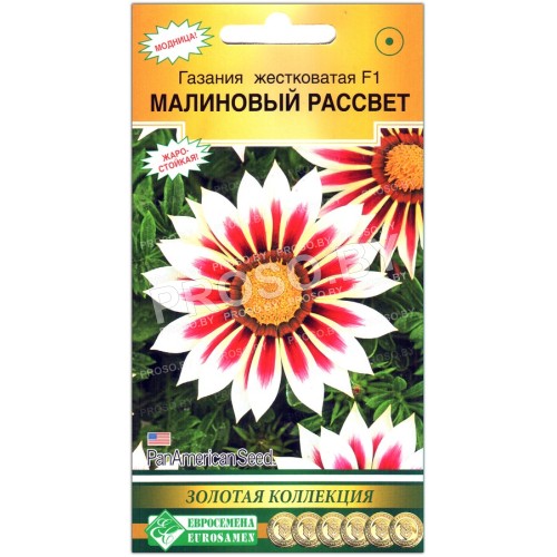 Гацания жестковатая Малиновый рассвет F1