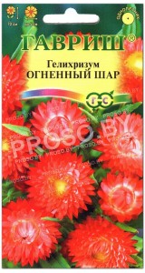 Гелихризум Огненный шар