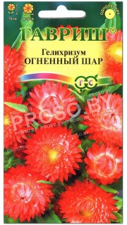 Гелихризум Огненный шар