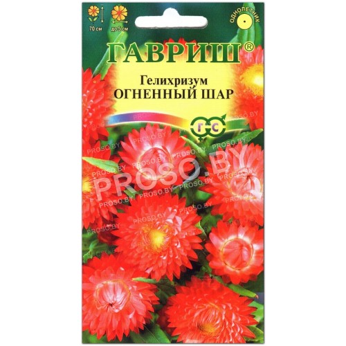 Гелихризум Огненный шар