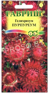 Гелихризум Пурпуреум