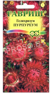 Гелихризум Пурпуреум